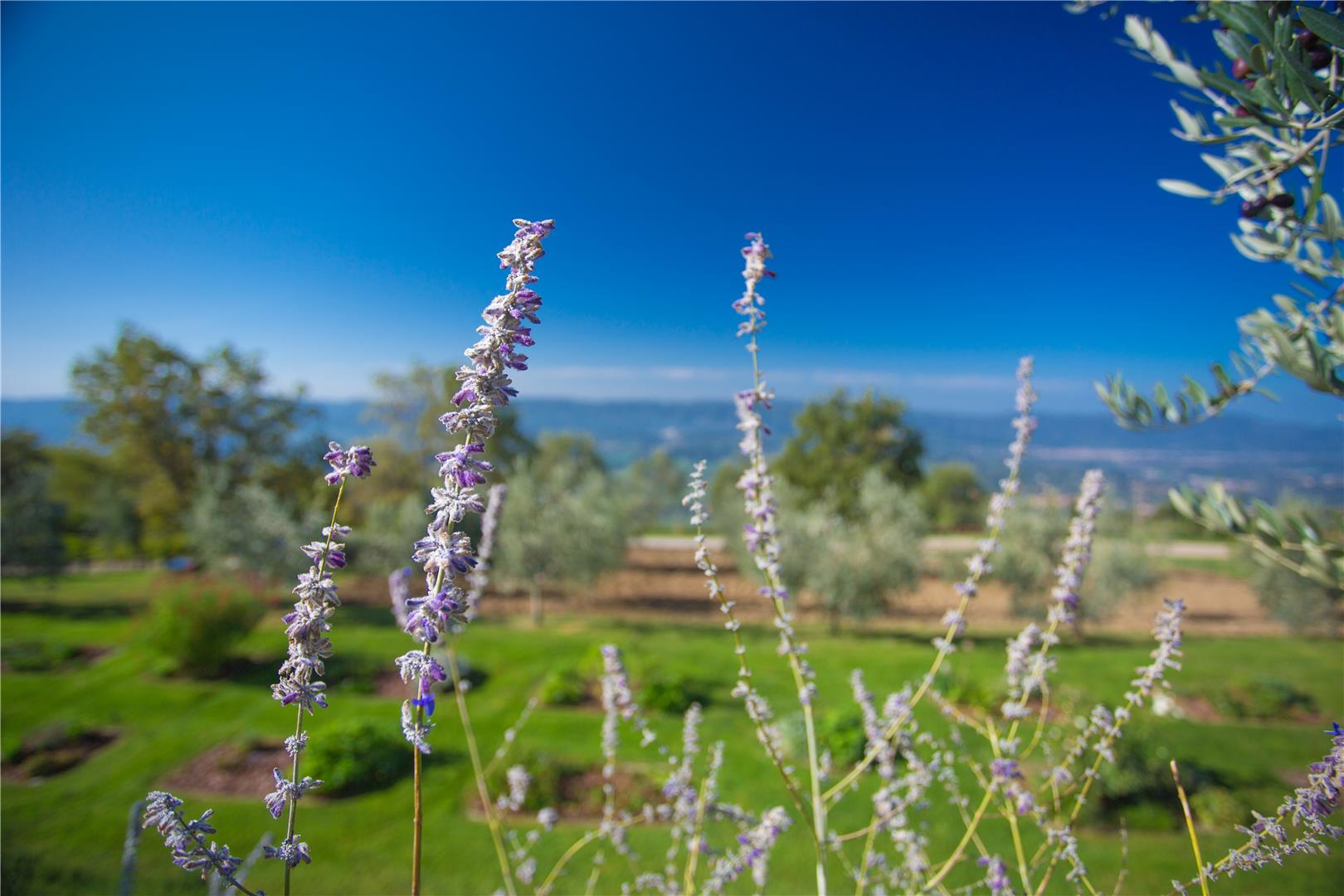 Odina Agriturismo