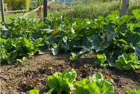 Popolano-di-sotto-41