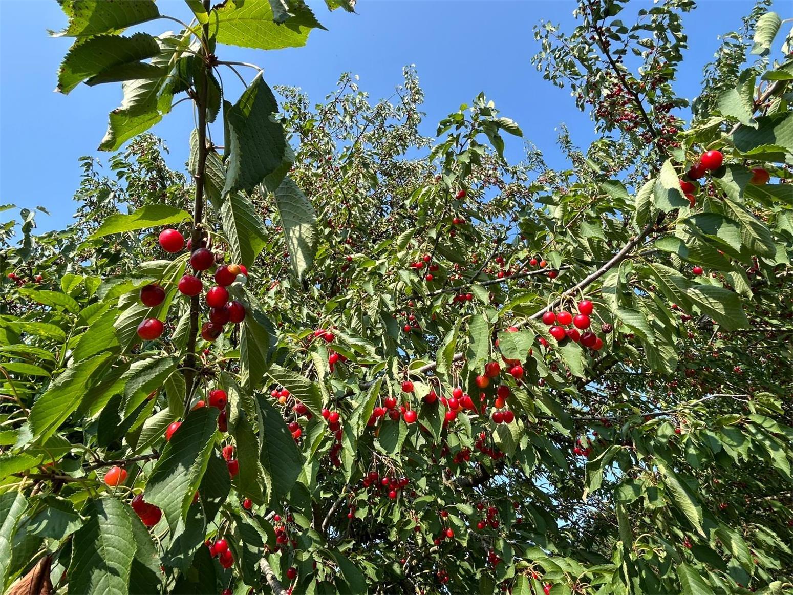 Popolano-di-sotto-43