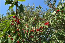 Popolano-di-sotto-43