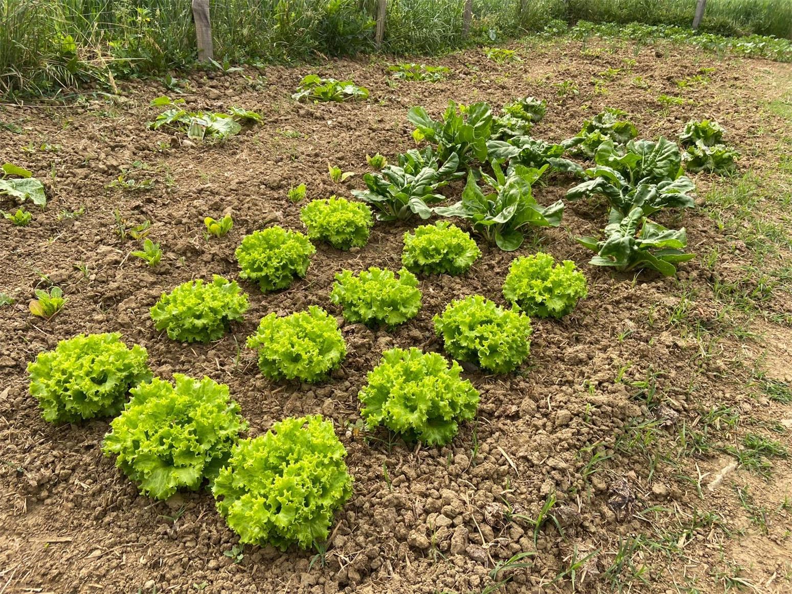 Popolano-di-sotto-50