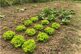 Popolano-di-sotto-50