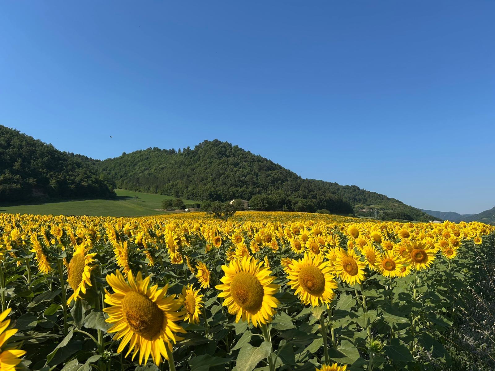 Popolano-di-sotto-53