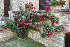 Popolano-di-sotto-54