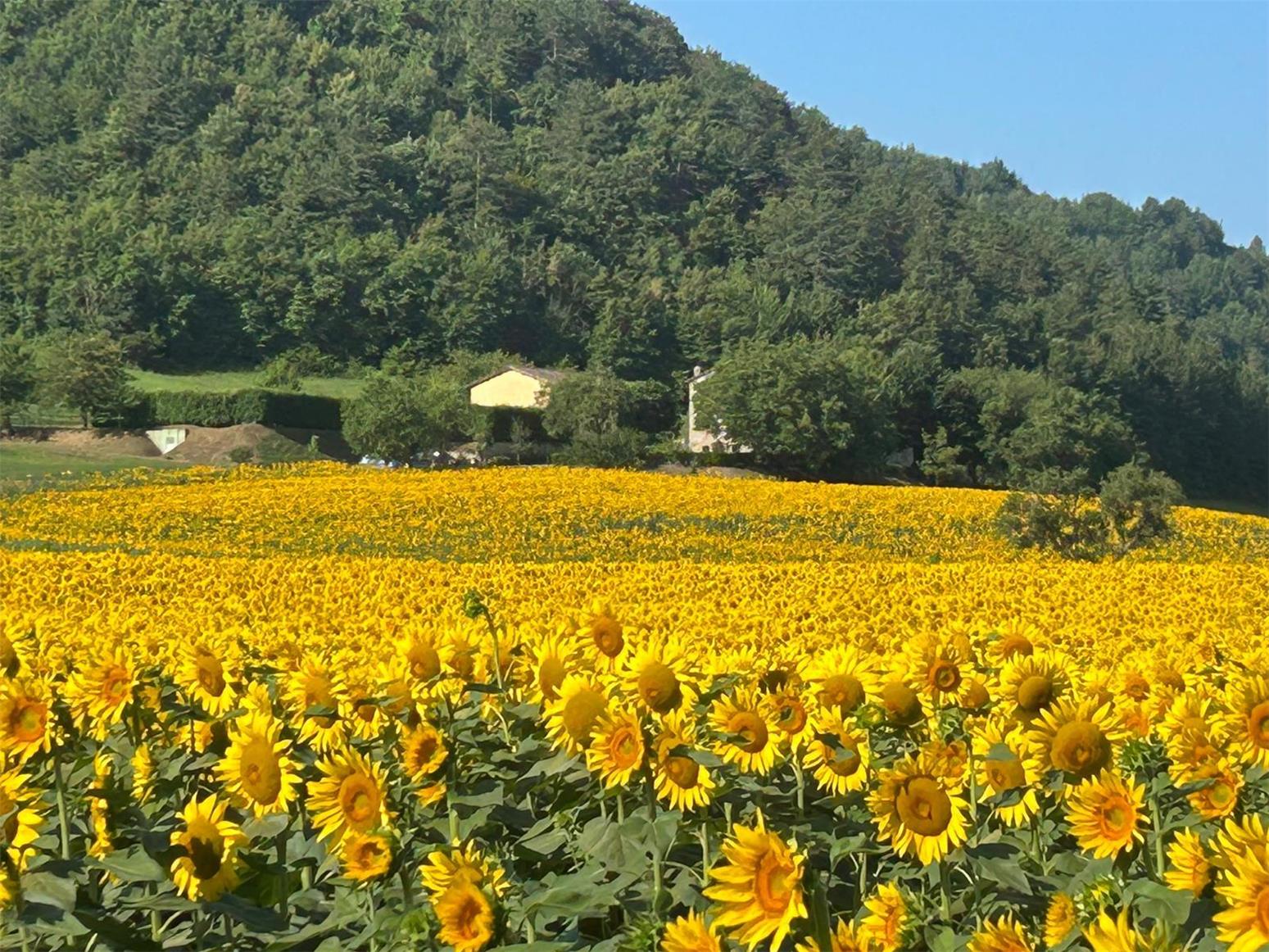 Popolano-di-sotto-57